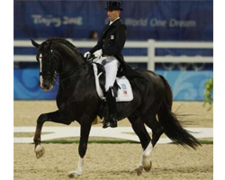 Den sichertsen Zuchtwert in der Gruppe 90-99% hat Dressurhengst Don Schufro v. Donnerhall (171/ 96).